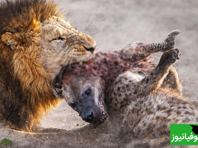 حیات وحش ؛ مستند حیات وحش حیوانات / تقابل مرگبار شیر نر و کفتار