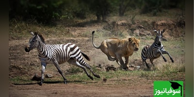 مستند حیات وحش حیوانات؛ دفاع شجاعانه گورخر مقابل حمله پلنگ به توله‌اش/ روایت مادری فداکار