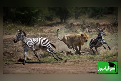 مستند حیات وحش حیوانات؛ دفاع شجاعانه گورخر مقابل حمله پلنگ به توله‌اش/ روایت مادری فداکار