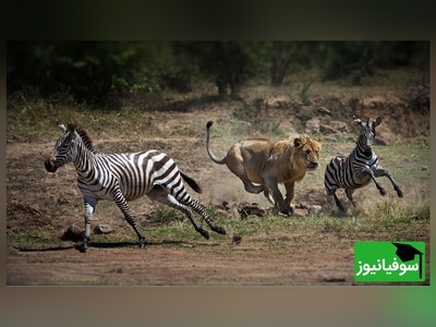 مستند حیات وحش حیوانات؛ دفاع شجاعانه گورخر مقابل حمله پلنگ به توله‌اش/ روایت مادری فداکار