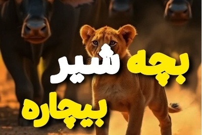 (ویدئو) مستند حیات وحش حیوانات/ ماجرای امروز راز بقا: پایانی تلخ در نبردی نفس‌گیر برای بچه شیری که در زمان و مکان اشتباهی بود