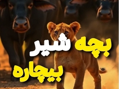 (ویدئو) مستند حیات وحش حیوانات/ ماجرای امروز راز بقا: پایانی تلخ در نبردی نفس‌گیر برای بچه شیری که در زمان و مکان اشتباهی بود