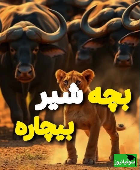 (ویدئو) مستند حیات وحش حیوانات/ ماجرای امروز راز بقا: پایانی تلخ در نبردی نفس‌گیر برای بچه شیری که در زمان و مکان اشتباهی بود