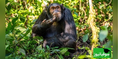 تصاویر بامزه حیوانات؛ نگاهی به فینالیست‌های مسابقه عکاسی خنده‌دار حیات‌وحش