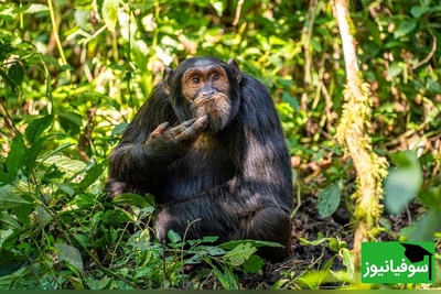 تصاویر بامزه حیوانات؛ نگاهی به فینالیست‌های مسابقه عکاسی خنده‌دار حیات‌وحش