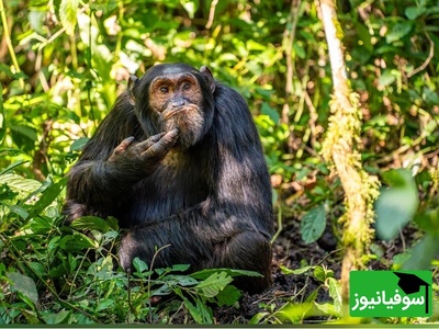 تصاویر بامزه حیوانات؛ نگاهی به فینالیست‌های مسابقه عکاسی خنده‌دار حیات‌وحش