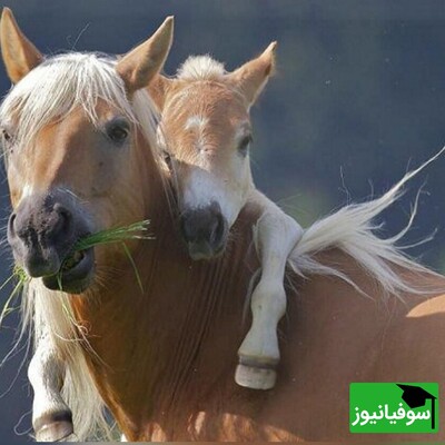 خطای دید/ حتی افرادی با ضریب هوشی بالا نمی‌توانند در 5 ثانیه، 7 اسب پنهان‌ شده در تصویر را پیدا کنند