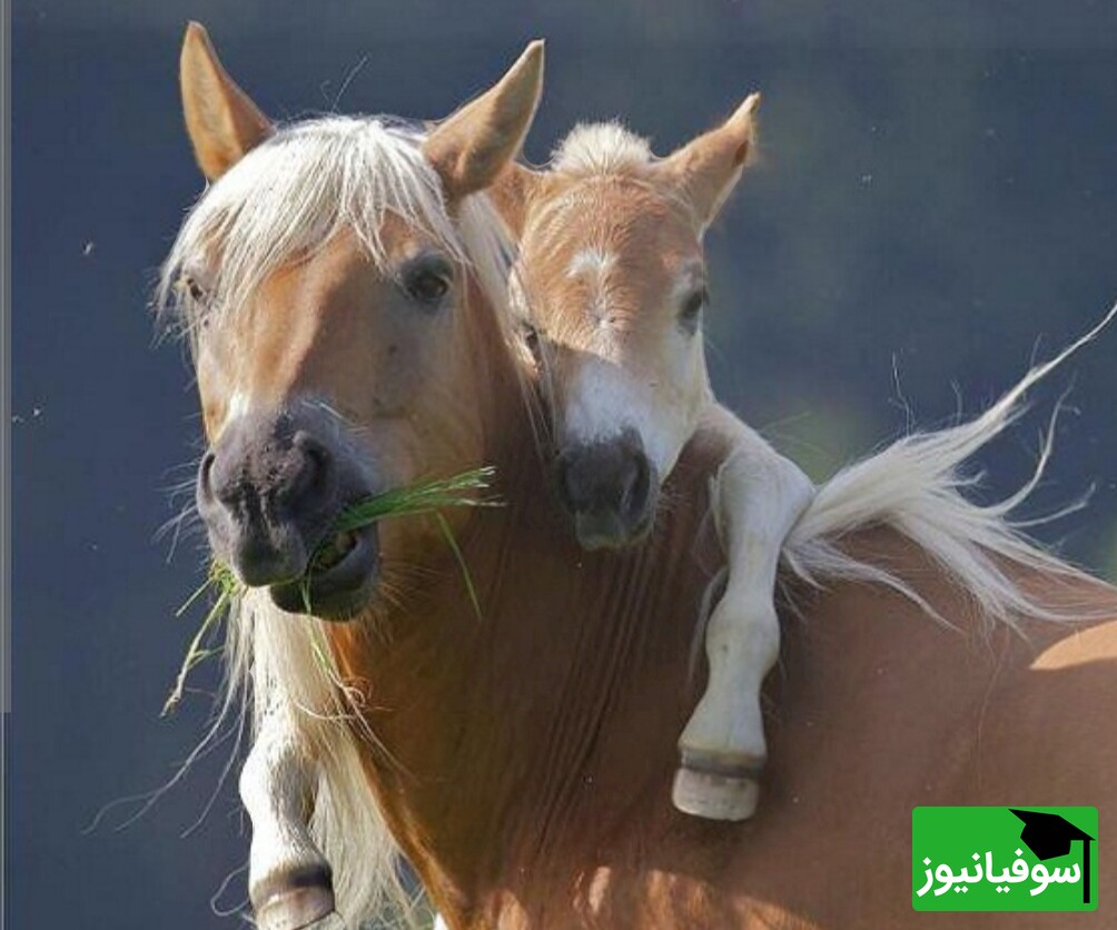 خطای دید/ حتی افرادی با ضریب هوشی بالا نمی‌توانند در 5 ثانیه، 7 اسب پنهان‌ شده در تصویر را پیدا کنند