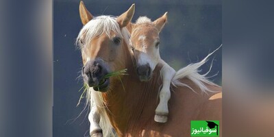 خطای دید/ حتی افرادی با ضریب هوشی بالا نمی‌توانند در 5 ثانیه، 7 اسب پنهان‌ شده در تصویر را پیدا کنند