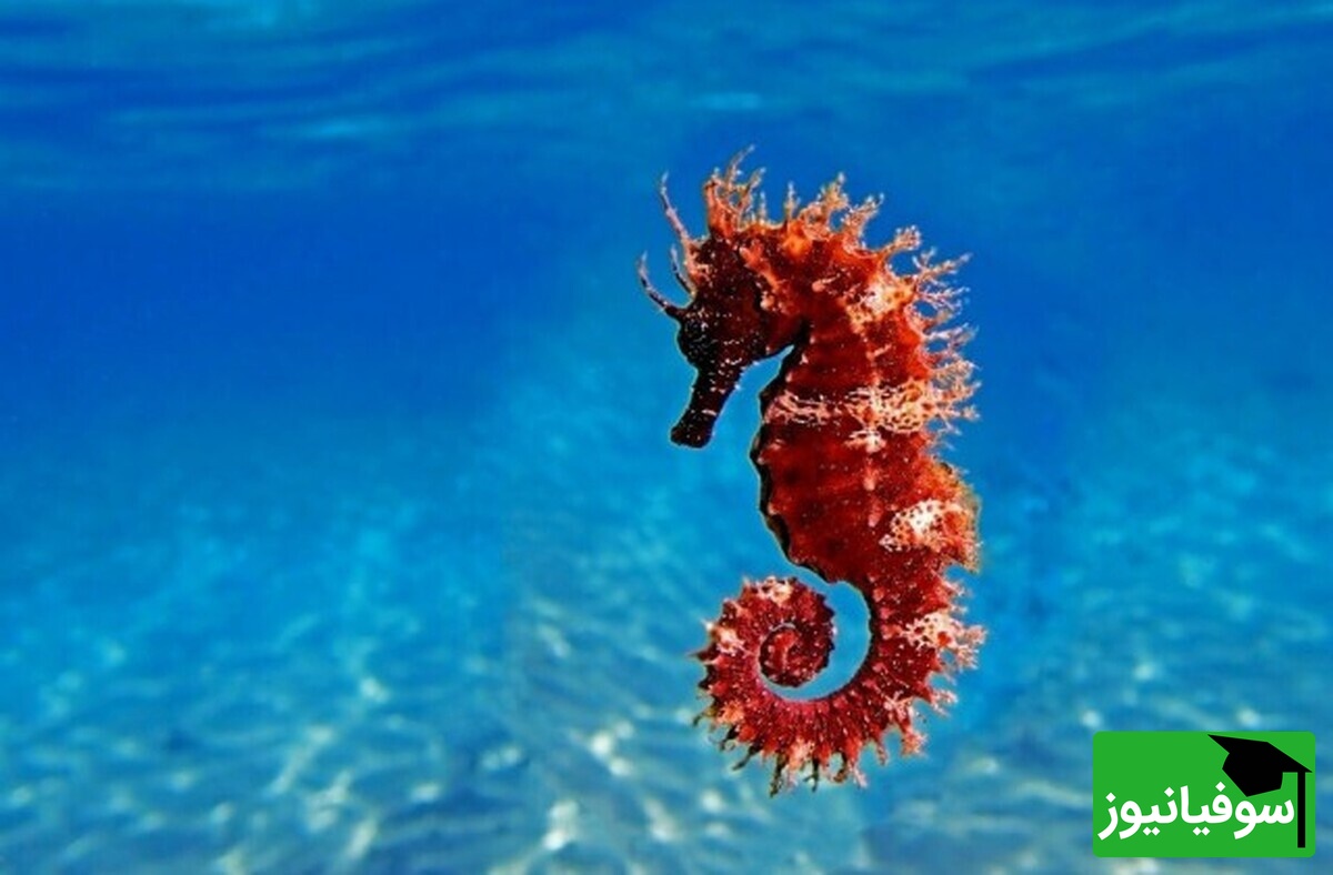 (عکس) جانور شگفت‌انگیز با رکوردهای بی‌نظیر در تولیدمثل