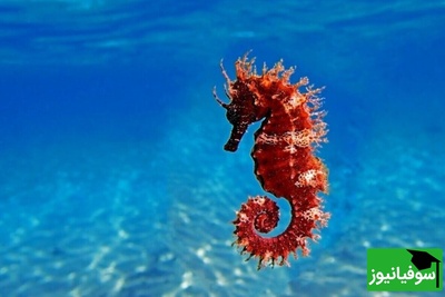 (عکس) جانور شگفت‌انگیز با رکوردهای بی‌نظیر در تولیدمثل