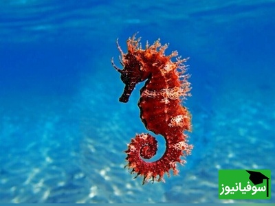 (عکس) جانور شگفت‌انگیز با رکوردهای بی‌نظیر در تولیدمثل