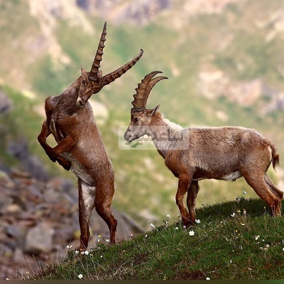 (ویدئو) مستند حیات‌وحش حیوانات؛ ماجرای امروز: بز کوهی بازیگوشی که جاذبه را به بازی گرفته!