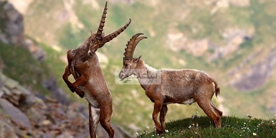 (ویدئو) مستند حیات‌وحش حیوانات؛ ماجرای امروز: بز کوهی بازیگوشی که جاذبه را به بازی گرفته!