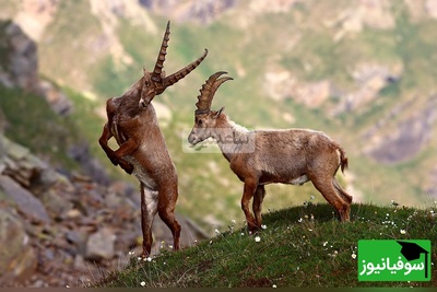 (ویدئو) مستند حیات‌وحش حیوانات؛ ماجرای امروز: بز کوهی بازیگوشی که جاذبه را به بازی گرفته!