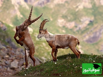 (ویدئو) مستند حیات‌وحش حیوانات؛ ماجرای امروز: بز کوهی بازیگوشی که جاذبه را به بازی گرفته!