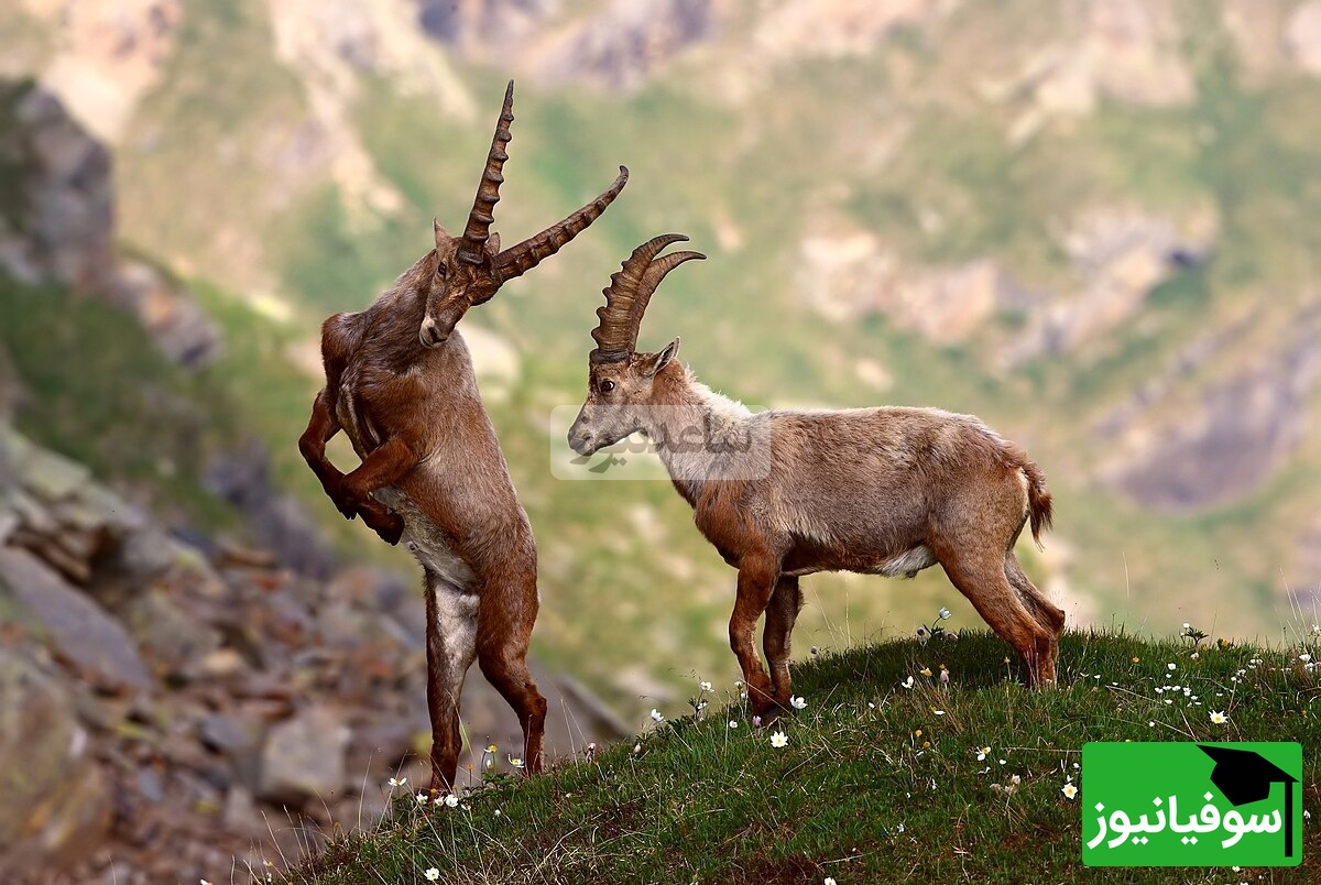 (ویدئو) مستند حیات‌وحش حیوانات؛ ماجرای امروز: بز کوهی بازیگوشی که جاذبه را به بازی گرفته!