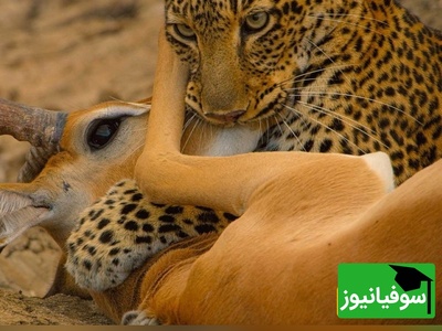 (ویدئو) نبرد مرگ و بقا در حیات‌وحش؛ درگیری نفس‌گیر پلنگ و کفتار بر سر شکار/ ایمپالا در آخرین لحظه از مرگ گریخت!