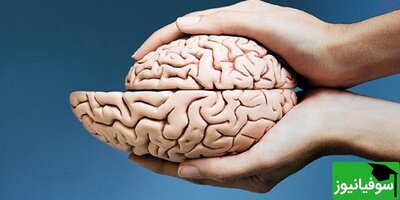 (ویدئو) کشف جدید دانشمندان/ انسان 2 مغز مستقل از هم دارد!