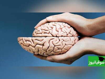 (ویدئو) کشف جدید دانشمندان/ انسان 2 مغز مستقل از هم دارد!