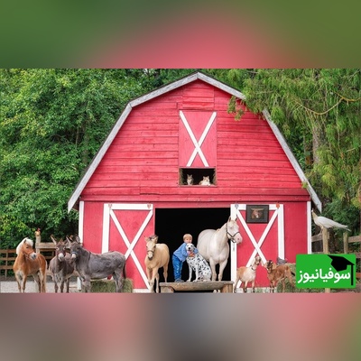 خطای دید اختصاصی نوابغ/ حتی افرادی با ضریب هوشی بالا نمی‌توانند همسر کشاورز را در "مزرعه" را پیدا کنند