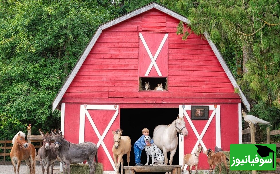 خطای دید اختصاصی نوابغ/ حتی افرادی با ضریب هوشی بالا نمیتوانند همسر کشاورز را در "مزرعه" را پیدا کنند