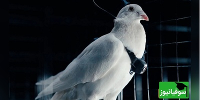 (ویدیو) روسیه کبوترها را به جاسوس‌های پرنده تبدیل می‌کند/ انقلاب پهپادهای نظارتی طبیعی