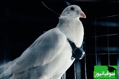 (ویدیو) روسیه کبوترها را به جاسوس‌های پرنده تبدیل می‌کند/ انقلاب پهپادهای نظارتی طبیعی