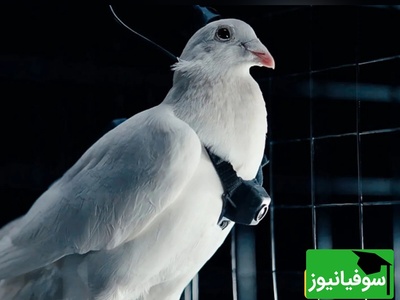 (ویدیو) روسیه کبوترها را به جاسوس‌های پرنده تبدیل می‌کند/ انقلاب پهپادهای نظارتی طبیعی