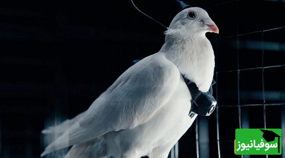 (ویدیو) روسیه کبوترها را به جاسوس‌های پرنده تبدیل می‌کند/ انقلاب پهپادهای نظارتی طبیعی