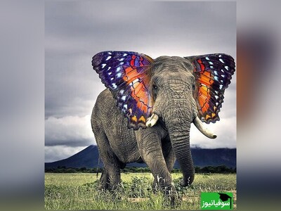 ویدیو/ اطلاعات عمومی/ اگر به حیوانات علاقه دارید پس حتماً باید بدانید...