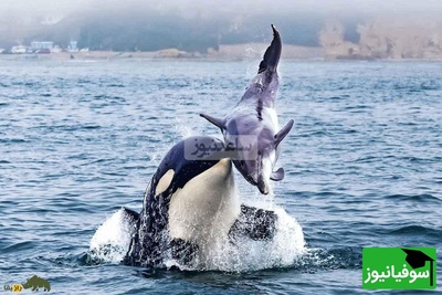(ویدیو) مستند حیات وحش/ وقتی نهنگ‌ها و دلفین‌ها متحد می‌شوند؛ شکار مشترک در سواحل بریتیش کلمبیا