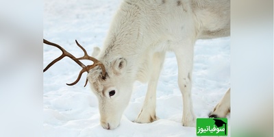 (ویدیو) ماجراجویی گوزن‌های سفید/ سفر یک خانواده به دل طبیعت بکر