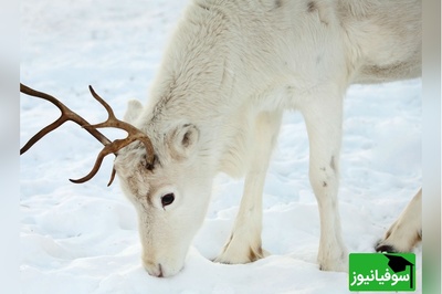 (ویدیو) ماجراجویی گوزن‌های سفید/ سفر یک خانواده به دل طبیعت بکر