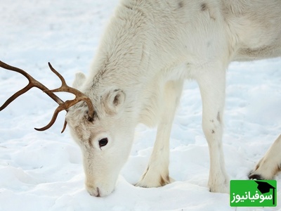 (ویدیو) ماجراجویی گوزن‌های سفید/ سفر یک خانواده به دل طبیعت بکر