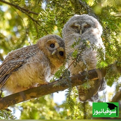 نگاهی به تصاویر جذاب و تماشایی برندگان مسابقه عکاسی اکولوژی 2024 بریتانیا/ از هدیه دادن درنای قطبی به همسرش گرفته تا طبیعت زیبای کوه‌های آلپ سوئیس و اژدهای ریش‌دار+تصاویر