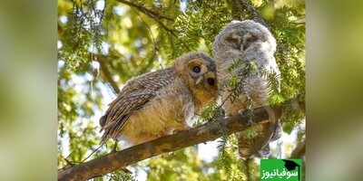 نگاهی به تصاویر جذاب و تماشایی برندگان مسابقه عکاسی اکولوژی 2024 بریتانیا/ از هدیه دادن درنای قطبی به همسرش گرفته تا طبیعت زیبای کوه‌های آلپ سوئیس و اژدهای ریش‌دار+تصاویر