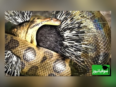 (ویدئو) مستند حیات وحش حیوانات/ راز بقا، این داستان: نبرد خصمانه بین مار کبری و جوجه تیغی