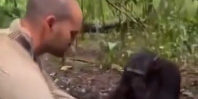 (ویدئو) هوش بی‌نظیر شامپانزه در کمک گرفتن از یک انسان برای فرار از تشنگی/ تعامل دیدنی حیوانی وحشی با عکاس فرانسوی در قعر جنگل‌های تاریک کامرون