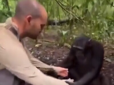 (ویدئو) هوش بی‌نظیر شامپانزه در کمک گرفتن از یک انسان برای فرار از تشنگی/ تعامل دیدنی حیوانی وحشی با عکاس فرانسوی در قعر جنگل‌های تاریک کامرون