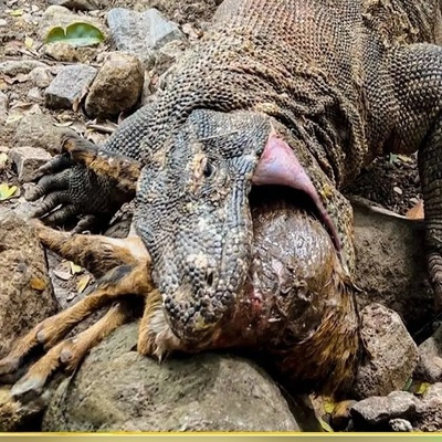 (ویدئو) مستند حیات‌وحش حیوانات؛ رویارویی مرگبار گزار وحشی و اژدهای کومودو