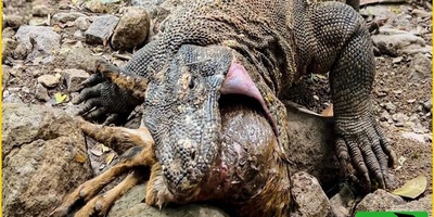 (ویدئو) مستند حیات‌وحش حیوانات؛ رویارویی مرگبار گزار وحشی و اژدهای کومودو