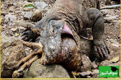 (ویدئو) مستند حیات‌وحش حیوانات؛ رویارویی مرگبار گزار وحشی و اژدهای کومودو