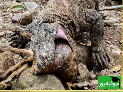 (ویدئو) مستند حیات‌وحش حیوانات؛ رویارویی مرگبار گزار وحشی و اژدهای کومودو