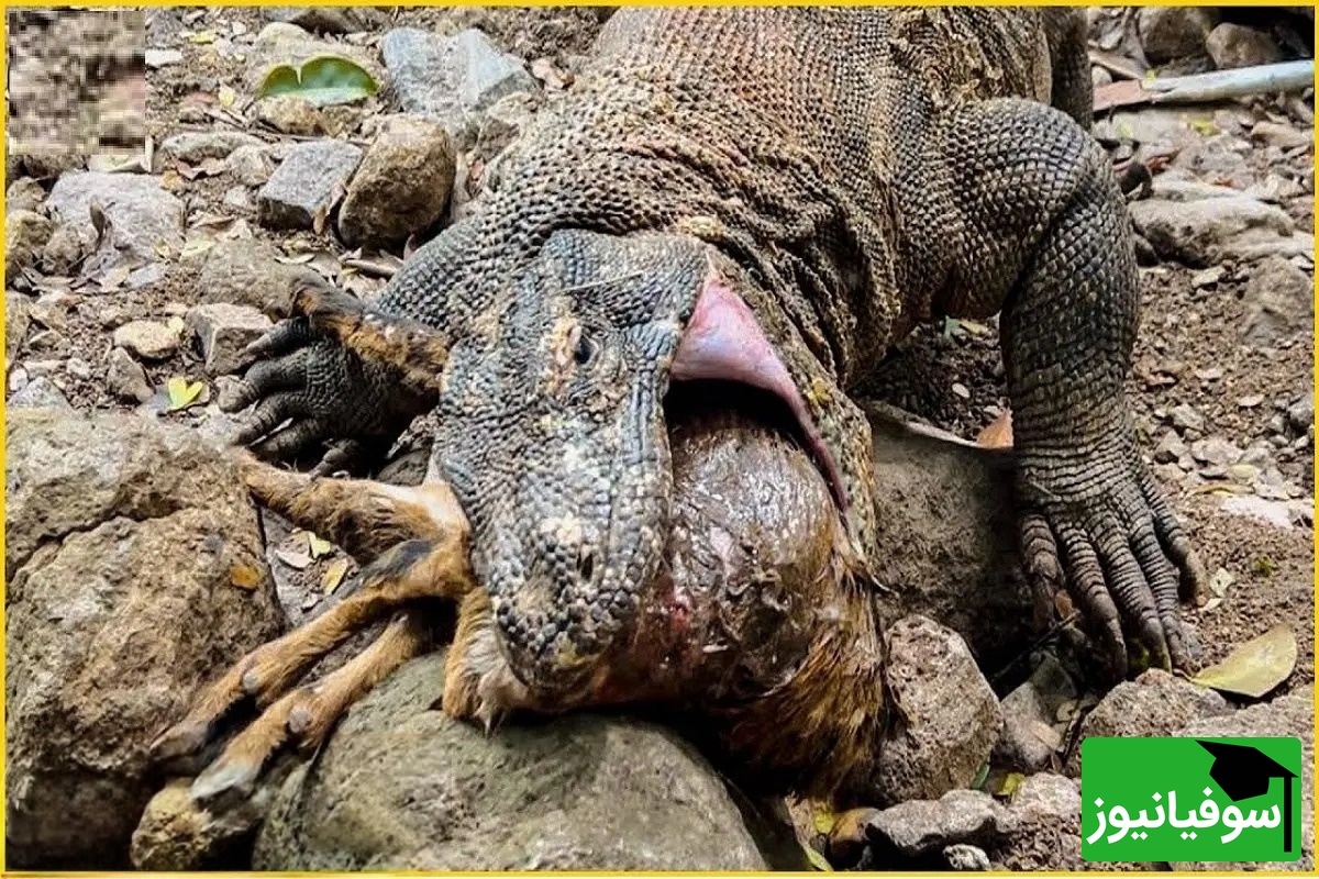 (ویدئو) مستند حیات‌وحش حیوانات؛ رویارویی مرگبار گزار وحشی و اژدهای کومودو