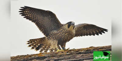 (ویدیو) جنگ قدرت در ارتفاع/ تلاش شاهین برای حفظ شکار در محاصره زاغ‌ها