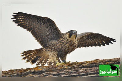 (ویدیو) جنگ قدرت در ارتفاع/ تلاش شاهین برای حفظ شکار در محاصره زاغ‌ها