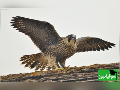 (ویدیو) جنگ قدرت در ارتفاع/ تلاش شاهین برای حفظ شکار در محاصره زاغ‌ها