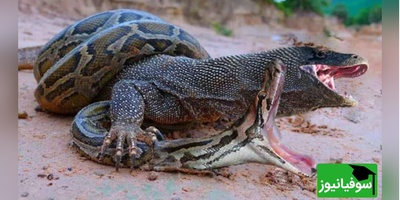 (ویدئو) ویژه علاقه مندان به مستند حیات وحش حیوانات/ نبرد جانانه شاه کبرا و اژدهای کومودوی وحشی