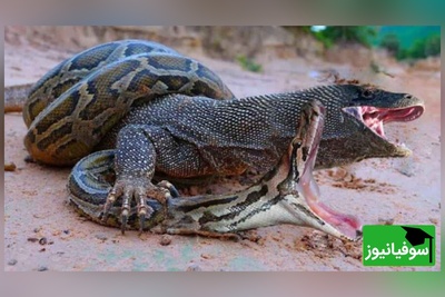 (ویدئو) ویژه علاقه مندان به مستند حیات وحش حیوانات/ نبرد جانانه شاه کبرا و اژدهای کومودوی وحشی